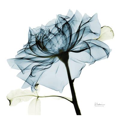 X,Ray Photography Posters for Sale Prints, Paintings \u0026 Wall